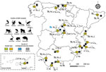 Geographic distribution of captive NHPs sampled in study of SARS-CoV-2 in Spain, 2020–2023. Serum and fecal samples were collected from different NHP species at 17 zoos and NHPs rescue centers (letters A–Q) in Spain during January 2020–March 2023. Inset indicates the specimens collected in the Canary Islands, Spain. Animal images indicate the families of NHPs examined. Blue image indicates the 2 gorillas that were SARS-CoV-2 seropositive. Circles show the total numbers of serum or fecal samples analyzed at each zoo or rescue center. Arrows indicate which NHP families underwent serum or fecal sample testing for SARS-CoV-2. NHP, nonhuman primate.