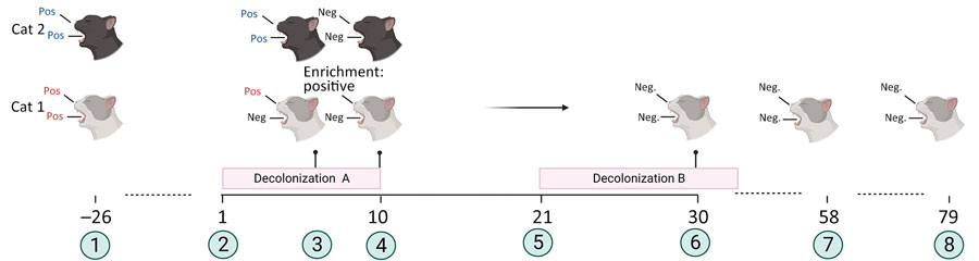 Timeline and overview of a successful decolonization attempt of 2 household cats colonized with methicillin-susceptible Staphylococcus aureus, Germany. The family suffered from repeated soft-tissue infections caused by PVL-SA. Cat 1 was colonized with PVL-SA; cat 2 was colonized with PVL-negative SA. Decolonization period A consisted of oral administration of amoxicillin/clavulanic acid for 10 days. Decolonization period B consisted of parenteral administration of amoxicillin for 14 days. 1, initial screening for SA; 2, start of decolonization period A; 3, screening results at day 7 of decolonization period A; 4, screening results at day 10 of decolonization period A; 5, start of decolonization period B; 6, screening result of cat 1 during decolonization period B; 7, screening results on day 58 from the start of decolonization period A; 8, screening results on day 79 from the start of decolonization period A. Red text indicates positive for PVL-SA; blue text indicates positive for PVL-negative S. aureus. Figure created with Biorender (https://www.biorender.com; license BW 27.06.2023). Enrichment: Positive, positive for PVL-SA after enrichment step in liquid medium; Neg, negative for S. aureus; Pos, positive; PVL, Panton-Valentine leukocidin; PVL-SA, PVL-positive S. aureus.