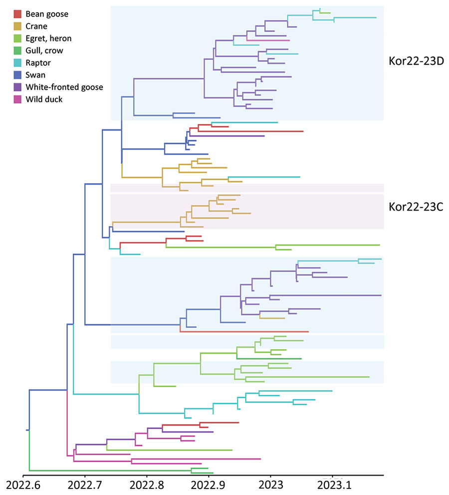 Maximum clade credibility tree constructed using the hemagglutinin gene of HPAI A(H5N1) clade 2.3.4.4b virus, with host types as a discrete trait, South Korea, June 2022–January 2023. Each branch is colored according to the host type specified in the legend. Each genotype was assigned an alphabet letter based on the Kor22–23 nomenclature, which indicated the region of origin (Kor) and year of origin (2022–2023). Orange shade represents Kor22–23B genotype viruses. Violet shades represent Kor22–23C genotype viruses. Blue shades represent Kor22–23D genotype viruses. The x-axis is in decimal year format.