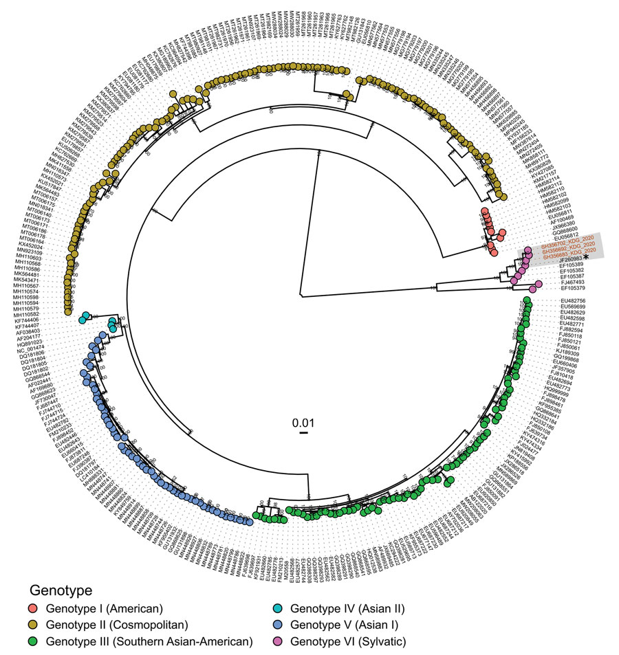 Phylogenetic analysis of dengue virus genomes in study of reemergence of sylvatic dengue virus serotype 2 in Kedougou, Senegal, 2020. Maximum-likelihood tree shows the relationships between sequenced dengue virus strains from the outbreak in Kedougou (red text) and sequences obtained from GenBank. Sequenced strains in this study belong to the sylvatic dengue virus serotype 2 genotype and are closely related to a sequence obtained in 2009 in Guinea-Bissau (asterisk). 