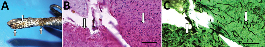 Seoane’s viper (Vipera seoanei) collected in Spain that was infected with Paranannizziopsis sp. fungus. A) Gross lesions in the mouth, on the lower jaw, and on the ventral areas of the body (arrows). B) Lightly stained hyphae (arrows)in section of epidermis stained with hematoxylin and eosin. Scale bar indicates 20 μm. C) Intralesional hyphae (arrows) in section of epidermis stained with the Grocott-Gomori methenamine silver method. Scale bar indicates 20 μm.