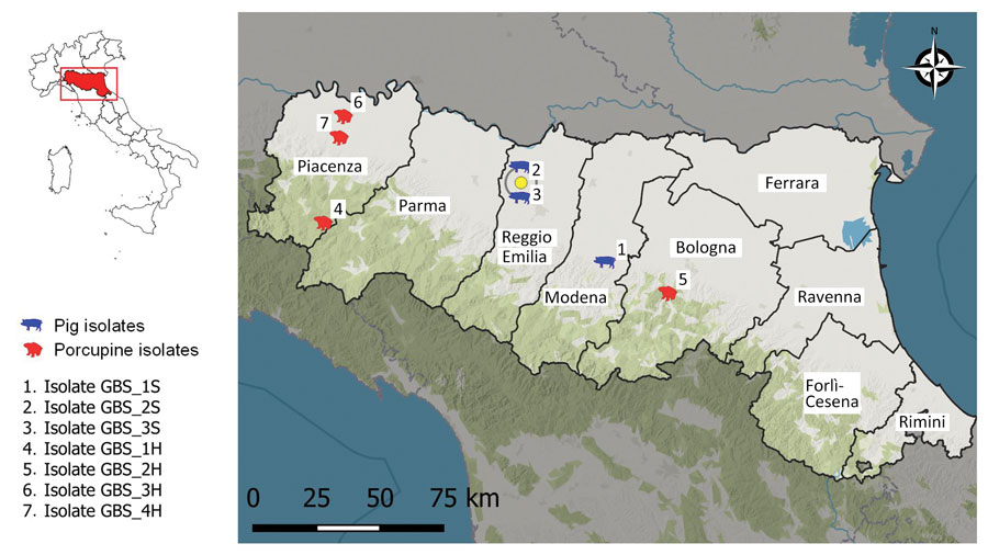 Geographic origin of group B Streptococcus bacterial isolates from pigs (Sus scrofa) and porcupines (Hystrix cristata) in Emilia Romagna region, northern Italy. Numbers indicate bacterial isolate for each diagnostic submission based on host and sequential number: GBS, group B Streptococcus; H, H. cristata; S, S. scrofa. Inset shows location of the region