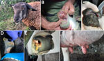 Clinical manifestations of bluetongue caused by bluetongue virus serotype 3 (BTV-3) variant infections in sheep and cattle in study of emergence of BTV-3 in the Netherlands, September 2023. A–C) Hypersalivation (A), erosion of the oral mucous membranes (B), and bleeding of the lips (C) were observed in sheep infected with the BTV-3 variant. D–F) Ulceration of the oral mucous membrane (D), crust formation at the nostrils (E), and necrosis of the teats (F) were detected in cattle infected with the BTV-3 variant. 