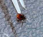 Black-legged tick (Ixodes scapularis) after removal with tweezers from a patient in Manitoba, Canada, who was later diagnosed with Powassan virus.