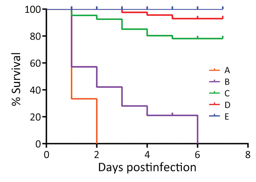 Survival rates for Chinese sturgeon experimentally inoculated with Yersinia ruckeri strain zhx1 isolated from artificially bred Chinese sturgeon offspring, China, 2022. Fish were injected with 0.1 mL of bacterial suspension at the base of the ventral fin at concentrations of 108 (group A), 107 (group B), 106 (group C), or 105 CFU/mL (group D) or with 0.1 mL phosphate-buffered saline as control (group E).