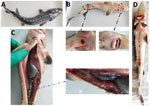 Clinical signs of Chinese sturgeons infected with Yersinia ruckeri, China. A–C) Naturally infected artificially bred Chinese sturgeon offspring: A) back; B) anal redness and swelling, red mouth; C) severe intestinal inflammation. D) Fish experimentally infected with Y. ruckeri.
