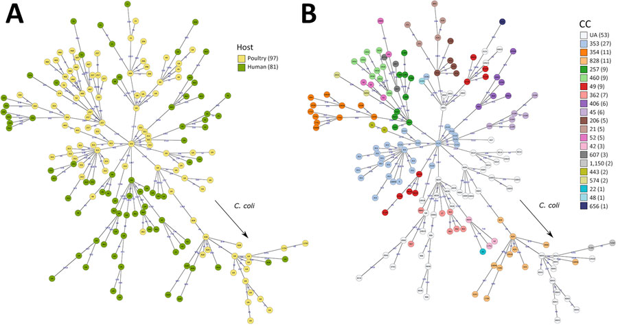 Minimum spanning tree population structure of Campylobacter jejuni and C. coli isolated from humans with diarrhea and from poultry from Kenya and Tanzania, 2006–2017 (human) or 2016–2017 (poultry), based on core genome multilocus sequence types profiles. A) Plot colored by host (human or poultry) with CC indicated in each node; B) plot colored by CC with sequence type indicated in each node. Core-genome multilocus sequence type allele differences are indicated on each branch. CC, clonal complex; UA, unassigned.