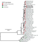 Maximum-likelihood phylogenetic tree of Mayaro virus, Roraima State, Brazil, 2018–2021. Phylogeny is midpoint rooted for clarity of presentation. Bold text indicates 3 new Mayaro virus genomes. Bootstrap values based on 1,000 replicates are shown on principal nodes. Scalebar indicates the evolutionary distance of substitutions per nucleotide site.