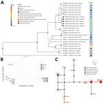 Phylogenetic and haplotypic analysis of Mansonella ozzardi ITS1 sequences obtained from racoons (Procyon lotor) in Costa Rica, 2019–2022 (black diamonds). A) Bayesian inference phylogenetic tree of Mansonella spp. based on the Hasegawa-Kishino-Yano with gamma distribution model. Line thickness and node size are proportional to posterior probability values. B) Principal component analysis of Nei’s genetic distance of M. ozzardi sequences from different geographic locations. C) Templeton Crandall Sing haplotype network of Mansonella spp. sequences. Black circles indicate hypothetical haplotypes; hatchmarks indicate mutational steps between haplotypes. GenBank accession numbers are shown for all sequences. 