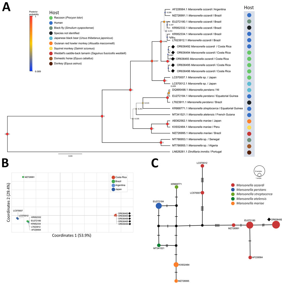 Phylogenetic and haplotypic analysis of Mansonella ozzardi ITS1 sequences obtained from racoons (Procyon lotor) in Costa Rica, 2019–2022 (black diamonds). A) Bayesian inference phylogenetic tree of Mansonella spp. based on the Hasegawa-Kishino-Yano with gamma distribution model. Line thickness and node size are proportional to posterior probability values. B) Principal component analysis of Nei’s genetic distance of M. ozzardi sequences from different geographic locations. C) Templeton Crandall Sing haplotype network of Mansonella spp. sequences. Black circles indicate hypothetical haplotypes; hatchmarks indicate mutational steps between haplotypes. GenBank accession numbers are shown for all sequences. 