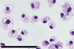 Induced pluripotent stem cells isolated from crab-eating macaques in study of diverse simarteriviruses causing hemorrhagic disease. Brightfield photograph shows induced pluripotent stem cell–derived macrophages stained with Wright-Giemsa dye. Scale bar indicates 100 μm.