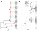 Information on 25 patients with COVID-19 who developed acute melioidosis in Saraburi Province, Thailand, 2021. A) Phylogenic tree of 19 clinical isolates and 14 environmental isolates. The K96243 reference strain is used to root the tree. Scale bar shows number of nucleotide differences. B) Tree showing only the clinical and environmental isolates within the ST689 cluster.