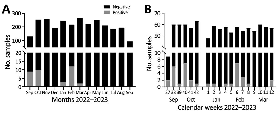 Biphasic Middle East respiratory syndrome coronavirus (MERS-CoV) incidence in dromedaries sampled in an abattoir hub, northern Kenya, 2022–2023. A) MERS-CoV RNA detection rates in nasal swab specimens from dromedary camels tested by MERS-CoV upE quantitative reverse transcription PCR. Continuous 12-month sampling (4–5 days per week) took place in Isiolo abattoir from mid-September 2022 to mid-September 2023. Sampling was suspended for 1 week in December 2022 and 1 week in July 2023. B) Detailed weekly overview of MERS-CoV RNA detections, peaking in October 2022 and February 2023.