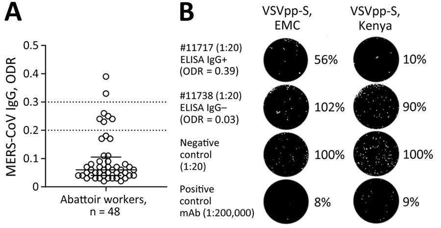 MERS-CoV immune responses in camel-exposed abattoir workers in Isiolo, Kenya. A) Results of commercial MERS-CoV S1-protein ELISA to detect IgG responses in 48 serum samples (diluted 1:100) from Isiolo abattoir workers. Samples with ODR >0.2 were considered ELISA-reactive, suggesting that 7/48 persons had MERS-CoV–reactive IgGs. Of note, all persons tested negative by MERS-CoV quantitative reverse transcription PCR. B) GFP-VSVpp-MERS-CoV S protein-based neutralization test (VSVpp-NT). VSVpp-S (EMC) and VSVpp-S (Kenya) contained human codon-optimized Spikes from prototypic MERS-CoV EMC/2012 clade A and Kenya clade C2.2 (#L00009980). All 7 ELISA-reactive human serum samples were mixed with 200 foci-forming units VSVpp in final serum dilutions 1:20–1:160. Out of the 7 ELISA-reactive persons, 1 showed a VSVpp-NT 50% foci-forming units reduction titer of 1:20 (EMC) and 1:40 (Kenya). The picture shows an example of the 1:20 dilution of an ELISA-reactive (#11717) and ELISA-nonreactive (#11738) abattoir worker. Negative control = ELISA-negative human serum (1:20) was used as reference and set to 100%. Positive control = monoclonal anti-MERS-CoV Spike receptor-binding domain binding antibody (mAb 7.7G6) previously shown to neutralize MERS-CoV at the tested dilution (1:2 × 105). For better graphical visibility, all pictures were enhanced in contrast and brightness identically. mAb, monoclonal antibody; MERS-CoV, Middle East respiratory syndrome coronavirus; ODR, optical density ratio; VSVpp, vesicular stomatitis virus pseudoparticles.