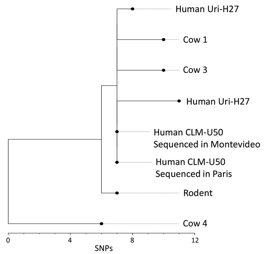 Phylogenetic analysis of Leptospira venezuelensis isolates in study of outbreak of intermediate species L. venezuelensis spread by rodents to cows and humans in L. interrogans–endemic region, Venezuela. Branch length indicates the number of SNPs separating L. venezuelensis strains. Phylogenetic tree was reconstructed according to comparisons of whole-genome sequences from 6 L. venezuelensis strains isolated from hospitalized leptospirosis patients in La Guaira State on the Caribbean coast of Venezuela, from rodents captured near the residences of hospitalized leptospirosis patients, and from dairy cows on a farm 30 km away from La Guaira State. Human isolate CLM-50 was sequenced at both the Institute Pasteur in Paris, France, and the Institute Pasteur in Montevideo, Uruguay. Human isolate Uri-H27 was sequenced twice at the Institute Pasteur in Paris; the genome of the isolate after many passages in culture contained 3 SNPs that were not present in the same isolate from an earlier passage. Scale bar indicates number of SNPs per site. SNP, single-nucleotide polymorphism. 
