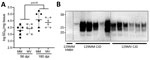 Demonstration of infection and accumulation of MV2 sporadic CJD prions in human cerebral organoids in study of lack of transmission of chronic wasting disease prions to human cerebral organoids. Both the 129MM and MV organoids were infected with MV2 sporadic CJD prions to ensure uptake and accumulation could be measured in both lines. A) Real-time quaking-induced conversion seeding activity; B) accumulation of protease resistant prion protein were assayed at 56 and 180 dpi. Each marker in panel A represents the organoid from an individual with the means and SDs of all organoids per condition indicated. Panel B indicates Western blots using prion 3F4 antibody following protease digest of lysates from 2 representative MM and 2 representative MV organoids that received the same starting inoculum (MV2 CJD) along with a 129MM 180dpi organoid that received hNBH. CJD, Creutzfeldt-Jakob disease; dpi, days postinoculation; hNBH, human normal brain homogenate.