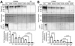 Western blot analysis of total PrP and PrPres levels in representative organoids for sporadic CJD and CWD-exposed human cerebral organoids in study of lack of transmission of chronic wasting disease prions to 129MM (A) and 129MV (B) human cerebral organoids. Matched KO organoids inoculated with dCWD2 or eCWD are shown for comparison. Densitometric analysis (shown in bottom panels) shows total PrP levels relative to total protein with each point representing an individual organoid; means and SDs are indicated. p values were calculated using Welch’s t-test. Uncropped Western analyses are shown in Appendix Figure 3. CJD, Creutzfeldt-Jakob disease; CWD, chronic wasting disease; dCWD1, whitetail deer CWD; dCWD2, mule deer CWD; dNBH, deer normal brain homogenate; eCWD, elk CWD; eNBH, elk normal brain homogenate; hNBH, human normal brain homogenate; KO, knockout; PrP, prion protein; PrPres, protease-resistant prion protein.