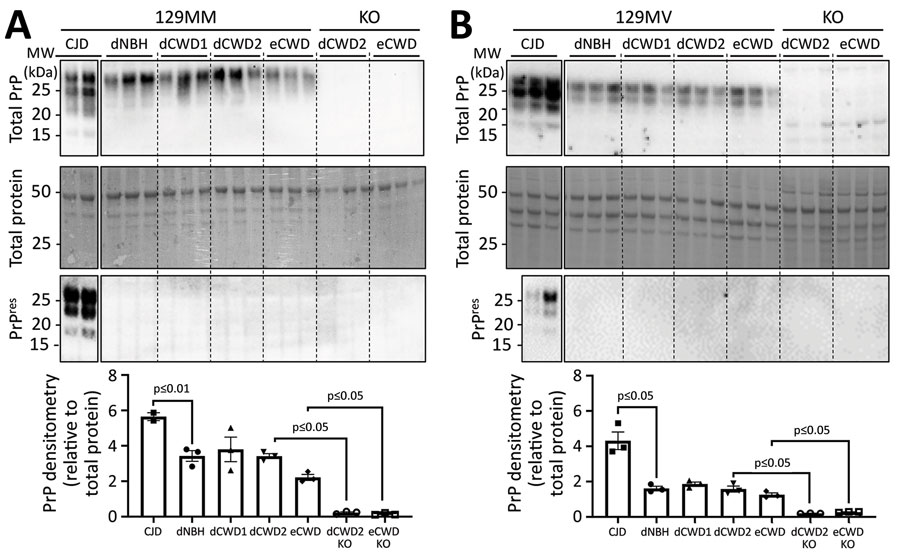 Western blot analysis of total PrP and PrPres levels in representative organoids for sporadic CJD and CWD-exposed human cerebral organoids in study of lack of transmission of chronic wasting disease prions to 129MM (A) and 129MV (B) human cerebral organoids. Matched KO organoids inoculated with dCWD2 or eCWD are shown for comparison. Densitometric analysis (shown in bottom panels) shows total PrP levels relative to total protein with each point representing an individual organoid; means and SDs are indicated. p values were calculated using Welch’s t-test. Uncropped Western analyses are shown in Appendix Figure 3. CJD, Creutzfeldt-Jakob disease; CWD, chronic wasting disease; dCWD1, whitetail deer CWD; dCWD2, mule deer CWD; dNBH, deer normal brain homogenate; eCWD, elk CWD; eNBH, elk normal brain homogenate; hNBH, human normal brain homogenate; KO, knockout; PrP, prion protein; PrPres, protease-resistant prion protein.