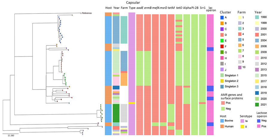 Phylogeny of group B Streptococcus isolates belonging to ST103 recovered from cattle and human populations in Brazil, 1990‒2021. The tree was built based on single-nucleotide polymorphisms extracted from an alignment outside recombination regions, created by mapping reads of each isolate to the sequence of the ST103 reference strain GBS85147 (GenBank accession no. CP010319.1). Scale bar indicates substitutions per site. AMR, antimicrobial resistance; neg, negative; pos, positive; ST, sequence type.