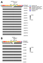 Alignment of nucleotide sequences of bovine group B Streptococcus isolates belonging to ST103 collected in Brazil with ICESag37, an integrative conjugative element associated with antimicrobial resistance and virulence genes. A) Sequence alignment for cluster D isolates (n = 12). B) Sequence alignment for cluster E isolates (n = 7). The analysis used Easyfig version 2.2 to perform BLASTn (https://blast.ncbi.nlm.nih.gov) comparisons between isolates in clusters D and E against the reference ICEsag37 (GenBank accession no. OP508056). Arrows indicate mobility genes and conjugal transfer proteins (red), repA initiator genes (purple), critical site-specific recombinase (blue), antibiotic resistance genes (green), and other ICE genes (orange). Aminoglycoside genes normally found in ICESag37 (ant(6–1a) and aph(3-III)) are missing from the bovine isolates.
