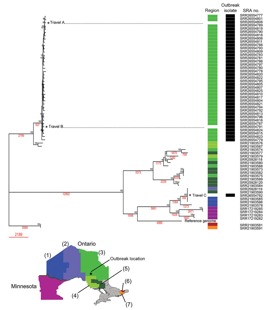 Phylogenomic analysis of whole-genome single-nucleotide variants by neighbor-joining method of Blastomyces gilchristii isolates from a large blastomycosis outbreak, Ontario, Canada, 2021. Percentage of trees of 500 bootstrap replications in which the associated taxa clustered together is shown next to the nodes. The tree is drawn to scale, with branch lengths measured in number of substitutions per site (red text). There were 45,321 positions in the final dataset. Outbreak isolates are designated with black bars. Colors indicate geographic region in which the patient resided is as shown on map, including cases from Minnesota, USA; numbers indicate regions: (1) Northwest, (2) Thunder Bay District, (3) Porcupine, (4) Algoma, (5) Sudbury, (6) Ottawa, (7) Leeds/Grenville/Lanark. The geographic regions of residence for the travel cases were not available. SRA, National Center for Biotechnology Information Sequence Read Archive.