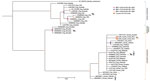 Phylogeny of Ancylostoma ceylanicum hookworms from coyotes in from Guanacaste Conservation Area, Costa Rica, 2021, and reference sequences. Gene tree shows a partial region of the mitochondrial cox1 gene for the hookworms A. caninum, A. ceylanicum, and Uncinaria stenocephala. Phylogenetic analyses were conducted using Bayesian inference in MrBayes v3.2.7a, employing the Hasegawa-Kishino-Yano substitution model with 4 gamma-distributed categories. Four independent Markov chains ran for 1,000,000 Markov chain Monte Carlo generations, with tree sampling occurring every 200 generations. The initial 25% of generated trees was considered burn-in, while the remaining trees were used to derive consensus trees. The analysis proceeded until the potential scale reduction factor approached 1, and the average SD of split frequencies was <0.01. For maximum-likelihood analysis, we used the rapid bootstrapping option with 10,000 iterations based on the Akaike information criterion. To root the tree, we included the human hookworm Necator americanus (GenBank NC_003416). Circles on nodes indicate BPP and ML BS percentages. Taxon names are annotated with GenBank accession numbers, host, and country of origin. Scale bar indicates the mean number of nucleotide substitutions per site. BPP, Bayesian posterior probability; ML BS, maximum-likelihood bootstrap support. 