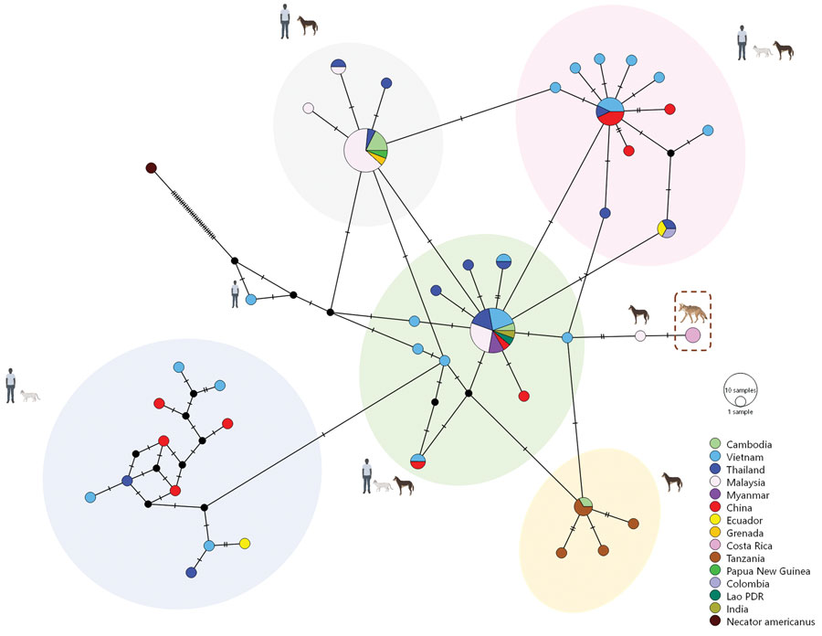 Median joining haplotype network showing global Ancylostoma ceylanicum sequences for cats, humans, and dogs and coyotes from Guanacaste Conservation Area, Costa Rica, 2021 (dashed box). Each circle represents a haplotype; circle size is proportional to the number of animals and persons with that haplotype, with the proportion found in each country indicated by color. A hatch mark across a line represents a mutation step between haplotypes. The legend illustrates color-coded haplotypes corresponding to each country. In addition, icons representing humans, dogs, cats, and coyotes are juxtaposed with each haplotype cluster to indicate host origins. 