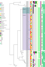 Whole-genome single-nucleotide polymorphism tree of group B Streptococcus isolates from patients, freshwater fish, and wet market environment in Hong Kong, China. The tree was rooted at midpoint. Demographics (including the week of isolate collection, hospital cluster, and source of isolate) and molecular characteristics (including STs, presence of antimicrobial resistance genes and virulence genes) of the isolates are indicated in the legend on the left side of the figure. ST283 highlighted in pink under column ST. Visualization of the tree was performed by using iTOL (https://itol.embl.de). ST, sequence type.