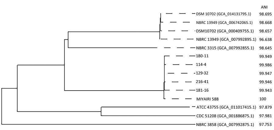 Phylogenetic tree reflecting the relationship between Clostridium butyricum MIYAIRI 588, clinical isolates of C. butyricum, and 8 reference strains based on data from a single-institute, retrospective study, Osaka University Hospital, Japan. Note: 114-4, 129-32, 180-11, 181-16, and 216-41 represent strain numbers of clinical isolates of C. butyricum. MIYAIRI 588 indicates C. butyricum MIYAIRI 588. DSM10702 (GCA_014131795.1), NBRC 13949 (GCA_006742065.1), DSM 10702 (GCA_000409755.1), NBRC 13949 (GCA_007992895.1), NBRC 3315 (GCA_007992895.1), ATCC 43755 (GCA_011017415.1), CDC 51208 (GCA_001886875.1), and NBRC 3858 (GCA_007992875.1) represent 8 reference strains. ANI was calculated using FastANI (31). ANI, average nucleotide identity.