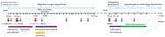 Timeline of main events for case report on the isolation of Emayella augustorita, a novel bacterium of the Pasteurellaceae family recovered from a patient with sepsis, France. E. coli, Escherichia coli; E. faecalis, Enterococcus faecalis; K. variicola, Klebsiella variicola; S. gallolyticus, Streptococcus gallolyticus.