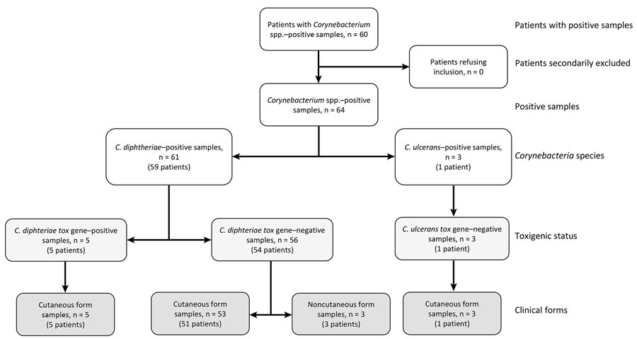 Flowchart of cases included in retrospective study of infections with Corynebacterium diphtheriae species complex, French Guiana, 2016–2021.