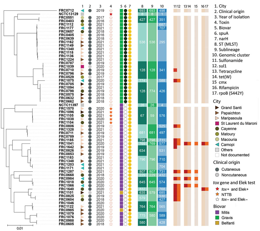Diversity of Corynebacterium diphtheriae isolates in retrospective study of infections with C. diphtheriae species complex, French Guiana, 2016–2021. Star in column 7 indicates narH gene was not complete. MLST, multilocus sequence type; ST, sequence type.