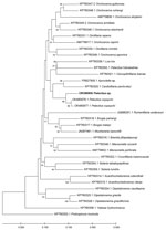 Maximum-likelihood reconstruction of phylogeny on the basis of 12S rDNA sequences of a Pelecitus sp. nematode isolated from the left eye of a 61-year-old man in Thailand (bold text) and reference sequences from GenBank. Bootstrap scores (percentages of 1,000 replications) are presented for each node. GenBank accession numbers are shown. Scale bar refers to a phylogenetic distance of 0.05 nucleotide substitutions per site.