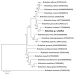 Maximum-likelihood phylogenetic tree of concatenated multilocus sequences in study of newly recognized spotted fever group Rickettsia as cause of severe Rocky Mountain spotted fever–like illness, northern California, USA. Rickettsia sp. CA23RL1 (bold text) occupies a distinct branch most closely related to R. rickettsii. Rickettsia australis, a transitional group Rickettsia, was included as an outgroup. Bootstrap values for 1,000 replicates are provided at each branch of the phylogenetic tree. GenBank accession numbers are provided in parentheses. Scale bar indicates evolutionary distance as measured by the number of substitutions per site.