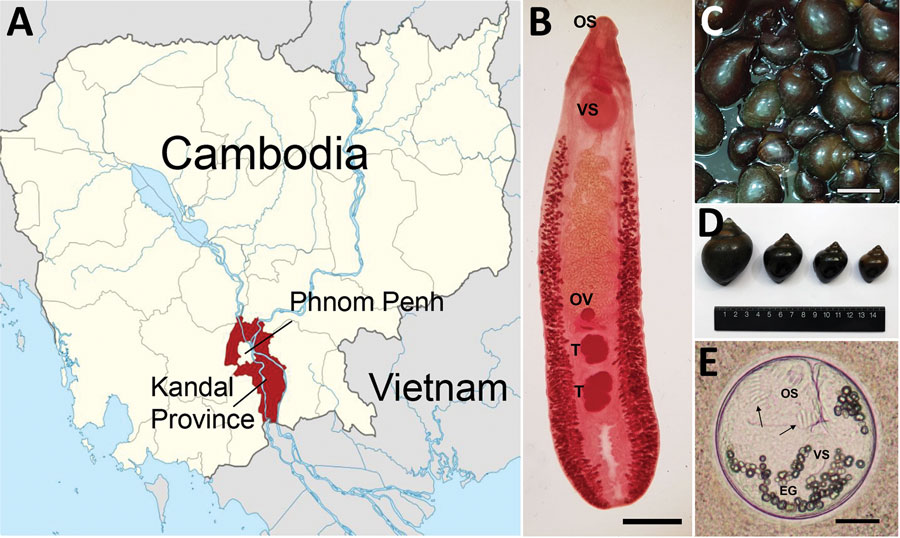 Study area and specimens of Echinostoma mekongi flukes and Pila sp. snails for study of E. mekongi infection in schoolchildren and adults, Kandal Province, Cambodia. A) Study area in Cambodia. B) Adult specimen of E. mekongi fluke expelled from a volunteer after chemotherapy and purging. Scale bar = 1.2 mm. C, D) Pila sp. snails purchased from a local market in Kandal Province, showing variable sizes. The presence of metacercariae in these snails was confirmed. Scale bar in panel D = 3 cm. E) Metacercaria of E. mekongi encysted in the tissue of a Pila sp. snail, showing its characteristic structures, including 37 collar spines (arrows), oral sucker, ventral sucker, and excretory granules. Scale bar = 50 m. EG, excretory granules; OS, oral sucker; OV, ovary; T, testis; VS, ventral sucker.