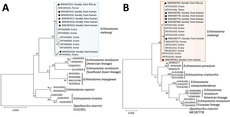 Phylogenetic trees of cox1 (A) and nd1 (B) genes of Echinostoma mekongi adults (n = 6) extracted from volunteers and metacercaria (n = 1) extracted from Pila sp. snails for study of E. mekongi infection in schoolchildren and adults, Kandal Province, Cambodia. Sequences from this study (shades boxes) are shown in comparison with other 37-collar-spined Echinostoma spp. (outgroup; Opisthorchis viverrini). The trees were constructed using the maximum-likelihood method, employing the Tamura-Nei model of nucleotide substitution with 1,000 bootstrap replications and viewed in MEGA X (https://www.megasoftware.net). GenBank accession numbers are given for all sequences. Scale bars indicate substitutions per site.