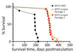 Survival curves for cervidized mice (Tg12) inoculated with brain material from white-tailed deer with CWD, passage 1 WTD scrapie agent, and passage 2 WTD scrapie agent in study of scrapie versus CWD in white-tailed deer. Incubation periods of mice inoculated with WTD scrapie agent were similar, whereas those inoculated with CWD were significantly shorter. CWD, chronic wasting disease; WTD, white-tailed deer.