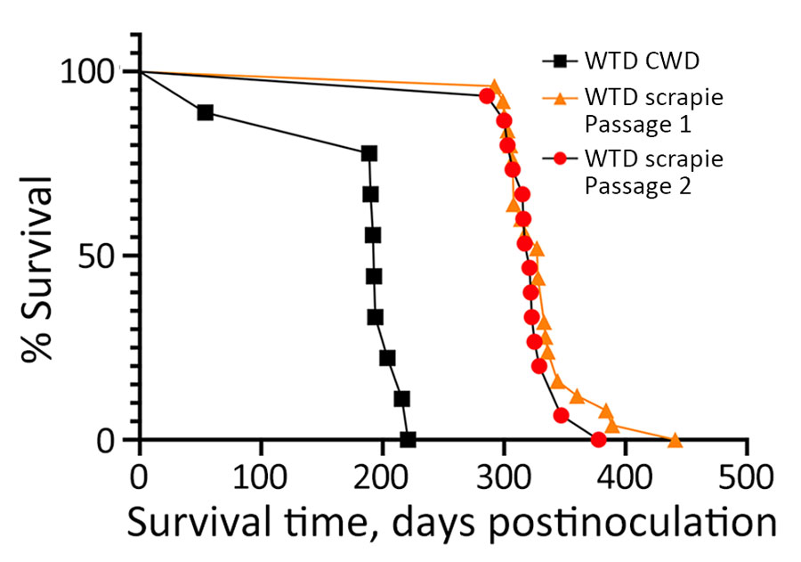 Survival curves for cervidized mice (Tg12) inoculated with brain material from white-tailed deer with CWD, passage 1 WTD scrapie agent, and passage 2 WTD scrapie agent in study of scrapie versus CWD in white-tailed deer. Incubation periods of mice inoculated with WTD scrapie agent were similar, whereas those inoculated with CWD were significantly shorter. CWD, chronic wasting disease; WTD, white-tailed deer.