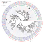 Maximum-likelihood phylogram of clinical Mycobacterium kansasii isolates from patients with M. kansasii lung disease in industrialized city, Taiwan. Phylogeny with major clades are labeled as A, B, and C; colored text indicates source of water for patient households. 