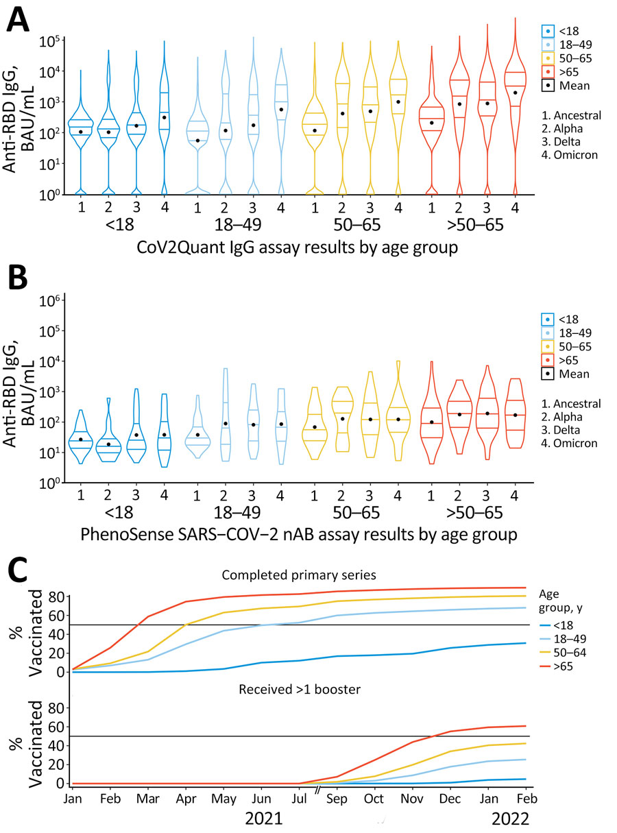 Violin plots of anti-RBD IgG and NT50 titer results by age group in study of quantitative SARS-CoV-2 spike RBD and neutralizing antibody titers in previously infected persons, United States, January 2021–February 2022. A) Anti-RBD, n = 30,967; B) NT50, n = 744; C) vaccination coverage per SARS-CoV-2 epoch. Anti-RBD measured by Cov2Quant IgG (LabCorp, https://www.labcorp.com) and NT50 measured by PhenoSense SARS-CoV-2 Neutralizing Antibody Assay (Monogram Biosciences, https://monogrambio.labcorp.com). Horizontal lines in plots indicate first quantile, median, and third quantile; black dots indicates means. Persons >16 years of age were eligible for vaccination starting in December 2020. In May 2021, vaccination was approved for persons 12–15 years of age. In November 2021, vaccination was approved for persons 5–11 years of age. Note: August 2021 is omitted due to a gap in data collection. BAU, binding antibody units; NT50, 50% neutralization titer; RBD, receptor-binding domain.