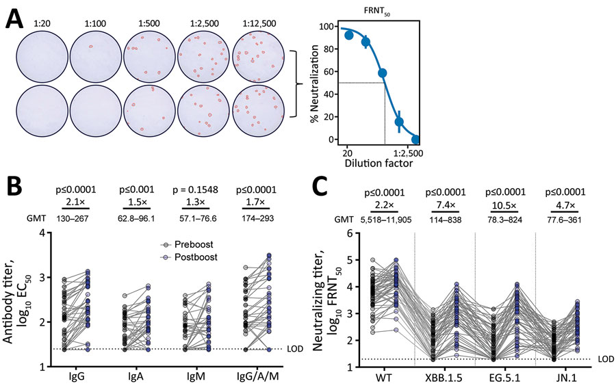 SARS-CoV-2 antibody titers in an evaluation of humoral immunity elicited by XBB.1.5 monovalent COVID-19 vaccine. A) Duplicate wells infected with live SARS-CoV-2 virus at serially diluted titers. OD was measured at 492 nm using a CLARIOstar plate reader (BMG LABTECH, https://www.bmglabtech.com). Wells were stained and counted to create representative FRNT50 curve at right. B) Preboost and postboost serum antibody isotype titers against spike RBD. C) Neutralizing titers against live ancestral (WT) SARS-CoV-2 and variants. GMT for each bar was calculated in Prism (GraphPad Software Inc., https://www.graphpad.com). All individual data points are displayed as filled circles. Boost ratios were calculated by dividing the post-XBB.1.5 vaccination GMT (postboost) by pre-vaccination GMT (preboost). Reported p values were calculated using restricted effect maximum-likelihood model (B) or 1-way repeated measures analysis of variance (C) with Šídák's multiple comparisons tests. EC50, 50% ELISA effective concentration; FRNT50, 50% focus reduction neutralization; GMT, geometric mean titer; LOD, lower limit of detection; OD, optical density; WT, wild-type. 