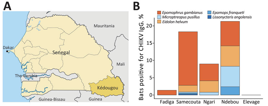 Serosurvey of CHIKV in the Kédougou region, Senegal. A) Location of Kédougou region (dark yellow) within Senegal (light yellow). B) Colored bars show the proportion of bats testing positive for CHIKV IgG at each capture site. Each color corresponds to a specific bat species, as indicated in the key above the graph. CHIKV, chikungunya virus.