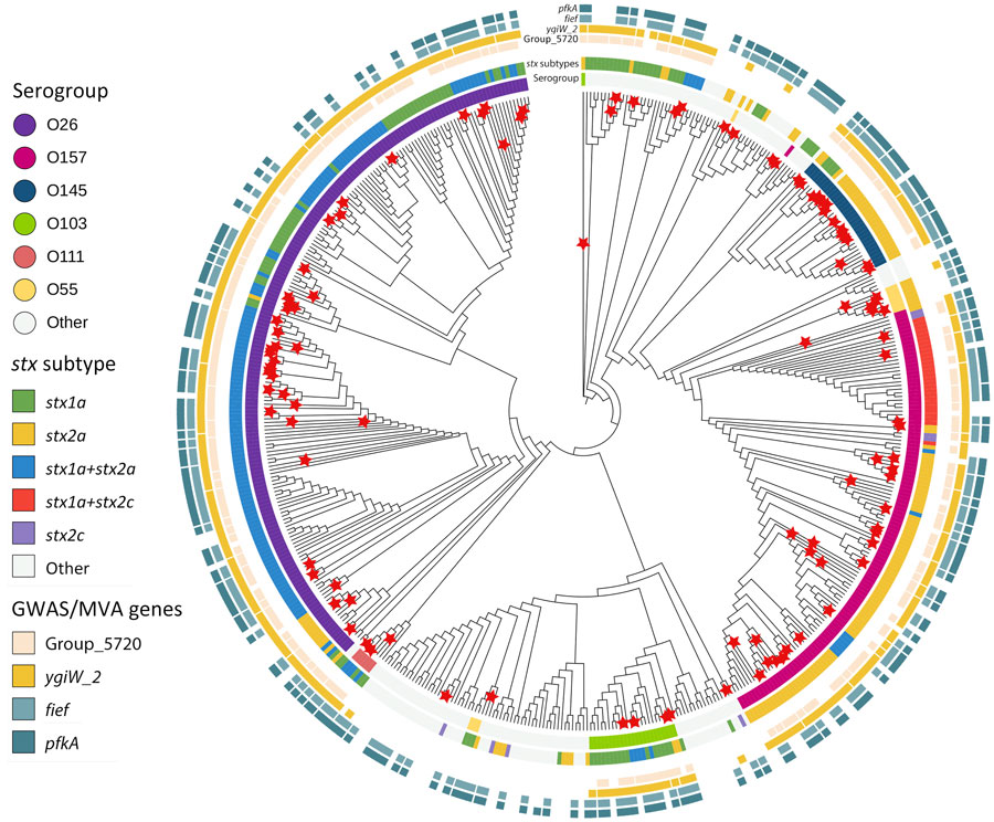 Maximum-likelihood phylogenetic tree of HUS and non-HUS STEC isolates from study of HUS among patients with STEC, Ireland, 2017–2020. Tree was generated by using RaxML (23) on the basis of a multi-FASTA alignment of the core genes of the 531 STEC isolates. We annotated and visualized the final tree by using iTOL version 6.8.1 (https://itol.embl.de) (24). HUS cases (indicated by red stars) were distributed across several serogroups: O26 (36%), O157 (26%), O145 (14%), O103 (4.6%), O111 (2.8%), and O55 (5.6%). GWAS, genomewide association study; HUS, hemolytic uremic syndrome; MVA, multivariable logistic regression analysis; STEC, Shiga toxin–producing Escherichia coli.