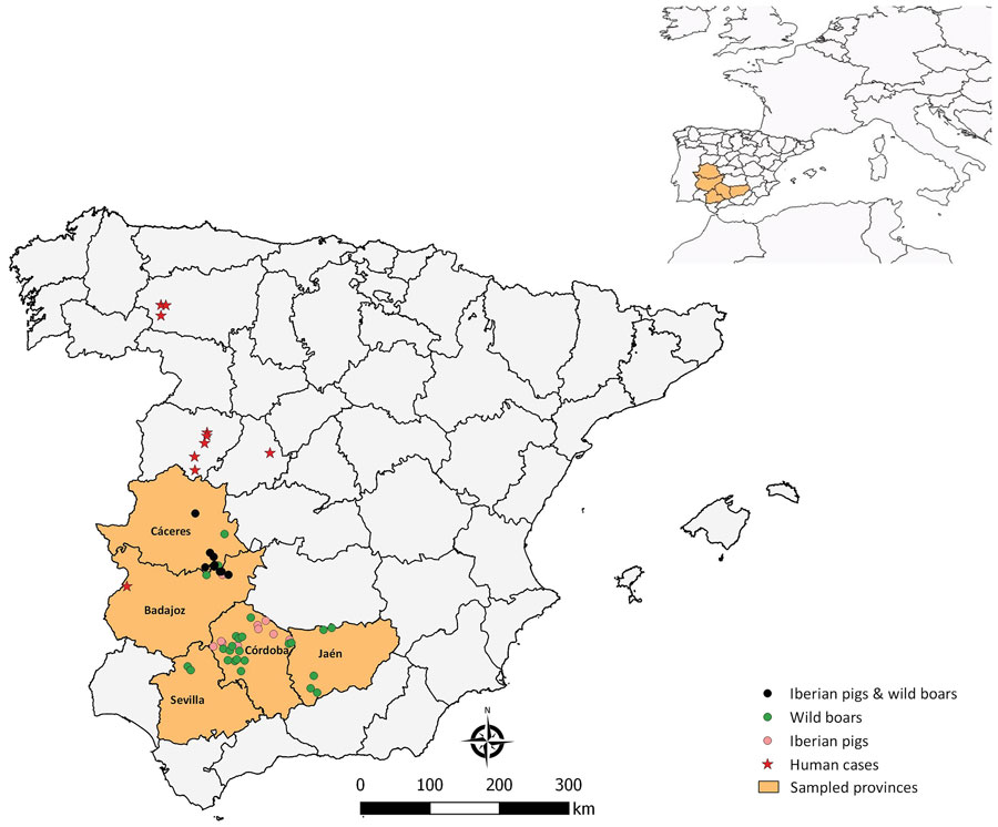 Spatial distribution of samples and human cases notified from epidemiologic survey of Crimean-Congo hemorrhagic fever virus in suids, Spain. Inset map shows location of survey area in western Europe.