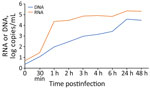 In vitro kinetics of MPXV infection in Vero E6 cell line in study of role of direct sexual contact in human transmission of MPXV, Italy. Cell-associated G2R-mRNA, a surrogate marker of ongoing replication, was detected at low levels until 30 minutes postinfection, when it started to increase, showing a peak at 1 hour postinfection. After 1 hour, a slight increase was observed until 24 hours; levels remained stable thereafter. MPXV DNA levels released in the supernatant steadily increased at each time point, peaking at 24 hours postinfection. ddPCR, digital droplet PCR; MPXV, monkeypox virus.