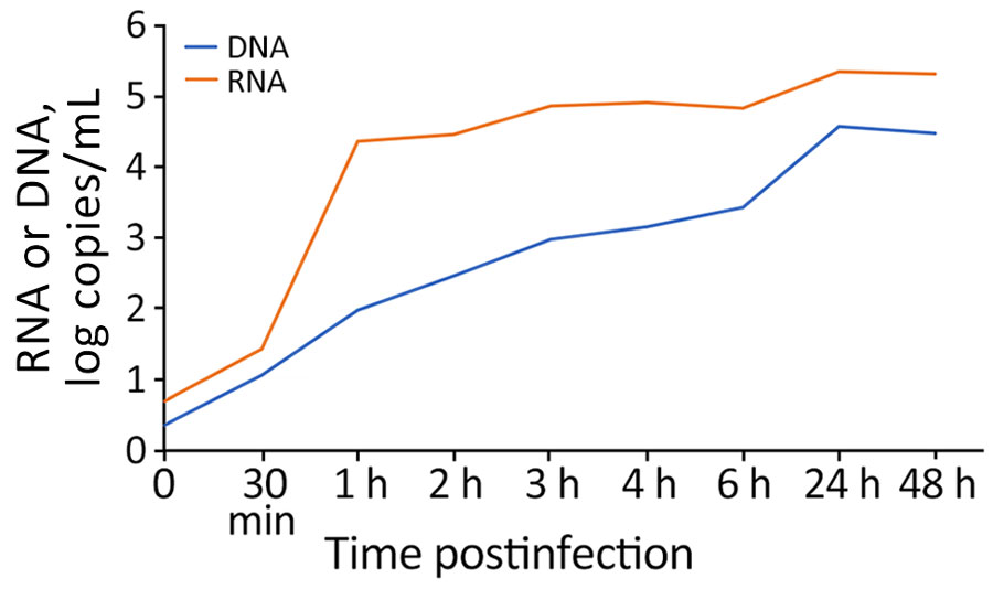 In vitro kinetics of MPXV infection in Vero E6 cell line in study of role of direct sexual contact in human transmission of MPXV, Italy. Cell-associated G2R-mRNA, a surrogate marker of ongoing replication, was detected at low levels until 30 minutes postinfection, when it started to increase, showing a peak at 1 hour postinfection. After 1 hour, a slight increase was observed until 24 hours; levels remained stable thereafter. MPXV DNA levels released in the supernatant steadily increased at each time point, peaking at 24 hours postinfection. MPXV, monkeypox virus.