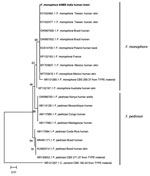 Phylogenetic relatedness of the isolate cultured from the brain biopsy sample from a 3-year-old patient in India with Fonsecaea monophora fungus infection (bold) compared with selected global isolates of Fonsecaea spp. Tree was derived by using the maximum-likelihood method with Kimura 2 parameter model and 1,000 bootstrap replicates implemented in MEGA 11.0.13 (MEGA, https://www.megasoftware.net).