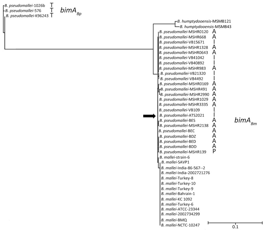 Phylogenetic tree based on bimABp and bimABm alleles from strains of Burkholderia pseudomallei, B. mallei, and B. humptydooensis, showing location of B. mallei ATS2021 (arrow), the causative strain in an an outbreak of 4 cases, 2 of them fatal, in the United States in 2021. NGPhylogeny.fr (12) was used to build the tree in “A la Carte” mode, and it used MUSCLE for multiple alignment, Gblocks for automatic alignment curation (https://NGphylogeny.fr for both), PhyML-SMS (https://www.atgc-montpellier.fr) for tree inference, and exported to the Interactive Tree Of Life (iTOL; https://itol.embl.de) for display and manipulation. B. pseudomallei strains were isolated in Thailand (T), Australia (A), India (I) and Papua New Guinea (P). Scale bar indicates number of substitutions per site. bimA, Burkholderia intracellular motility factor A.