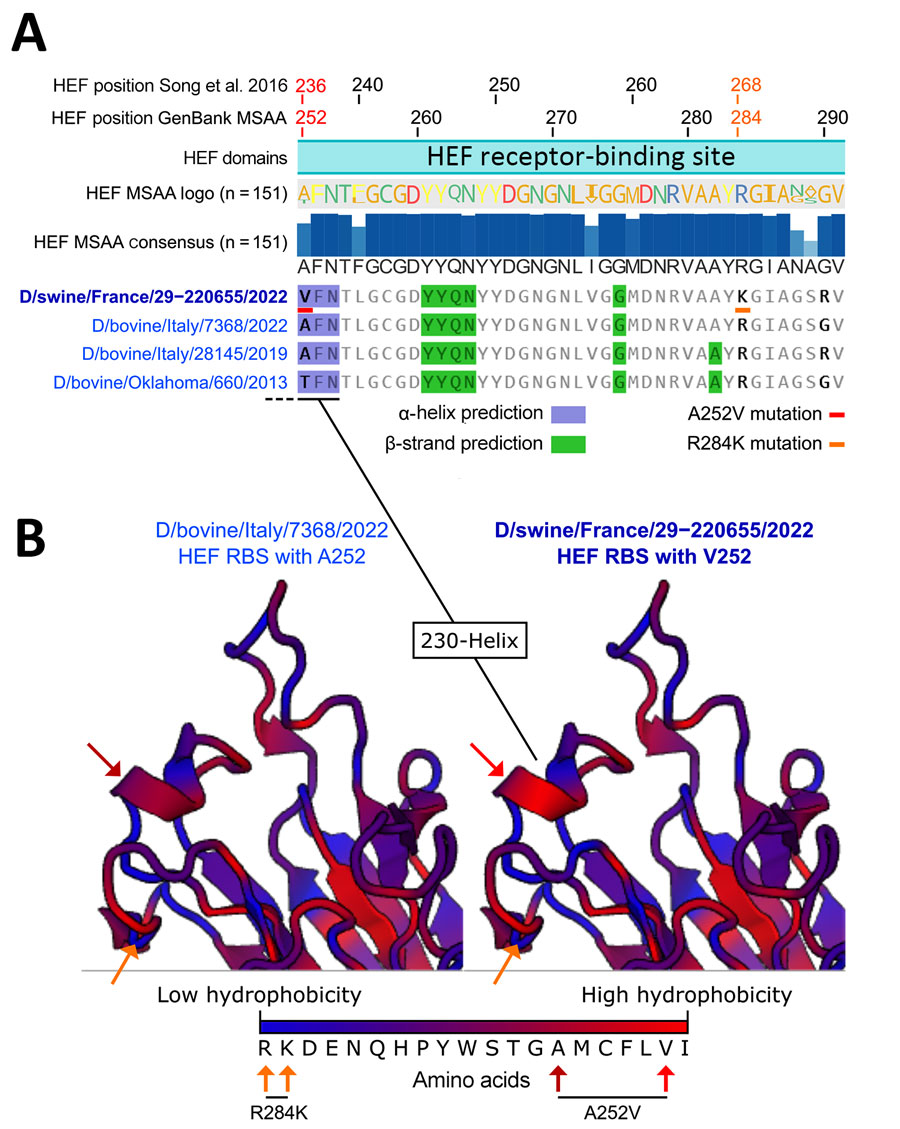 Alignments of hemagglutinin-esterase fusion protein sequences and structure prediction of the receptor-binding site of the influenza D virus strain recovered from swine in France. A) HEF sequence alignment and 2D structure prediction. From top to bottom: amino acid coordinates based on previously published research (9), amino acid coordinates based on GenBank multi-sequence alignment and translation to protein, HEF domain based on previously published research (9), HEF sequence logo based on amino acid occurrence in the 151 HEF sequence alignment, HEF consensus sequence and percentage of amino occurrence in the 151 HEF sequence alignment, and representative HEF sequences from the D/660 lineage and their predicted secondary structures. B) Predicted RBS structure of D/swine/France/29-220655/2022 compared with the closely related D/bovine/Italy/7368/2022. Blue text indicates low hydrophobicity and red text high hydrophobicity. Blue highlights indcate residues involved in α-helices and green highlights residues involved in β-strands. Red (A236V/A252V) and orange (R268K/R284K) underlines or arrows indicate unique mutations identified in D/swine/France/29-220655/2022. HEF, hemagglutinin-esterase fusion; MSAA, multi-sequence alignment; RBS, receptor-binding site.