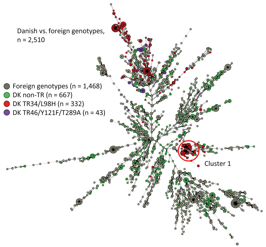 Minimum spanning tree of 1,042 Aspergillus fumigatus genotypes from Denmark (green, red, and purple) compared with 1,468 genotypes from other countries (gray) as part of study of environmental hot spots and resistance-related application practices for azole-resistant A. fumigatus, Denmark, 2020–2022. The isolates from other countries were mostly azole-resistant A. fumigatus and dominated by TR34/L98H (F. Hagen, Westerdijk Fungal Biodiversity Institute, pers. comm., 2024 Apr 28). Numbers of isolates from other countries: the Netherlands, n = 615; Norway, n = 209; Belgium, n = 108; Germany, n = 100; Spain, n = 219; United States, n = 102; other, n = 115).